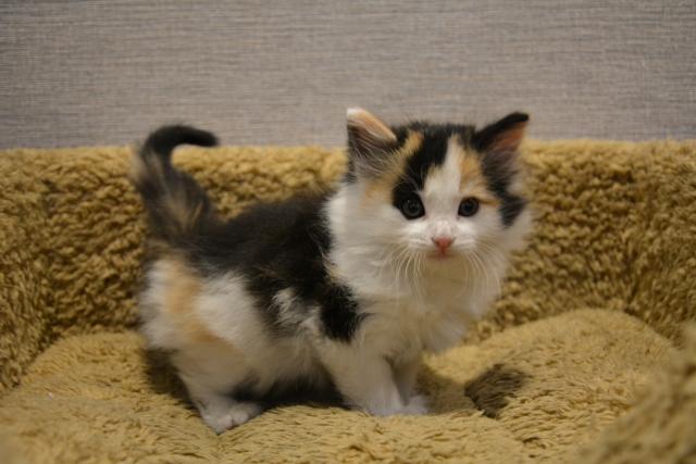 ノルウェージャンフォレストキャット