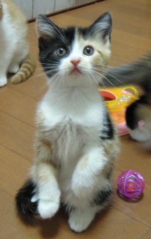 スコティッシュフォールド【立ち耳】