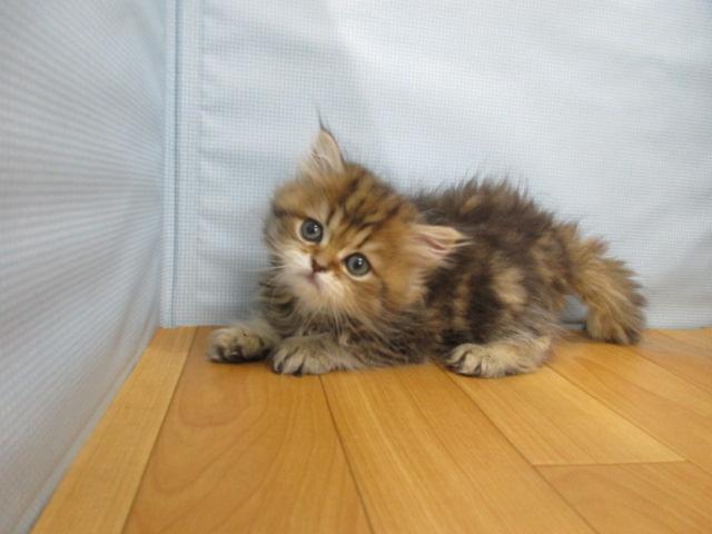 ペルシャ・ヒマラヤン