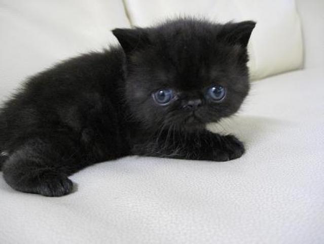 エキゾチックショートヘアー