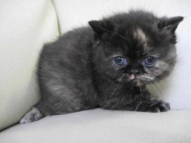 エキゾチックショートヘアー