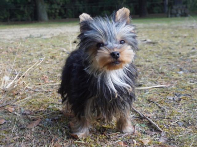 ヨークシャーテリア