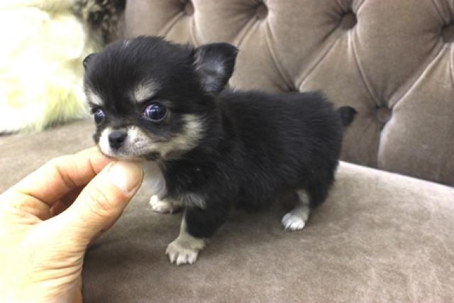 チワワ（ロングコート）