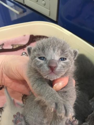 ロシアンブルー