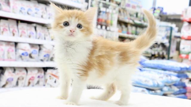 ノルウェージャンフォレストキャット