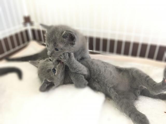 ロシアンブルー