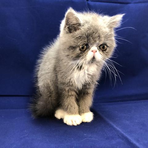 エキゾチックショートヘアー