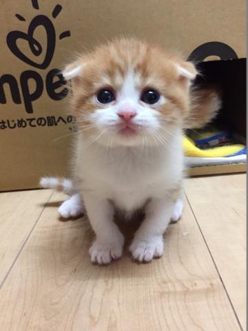 スコティッシュフォールド