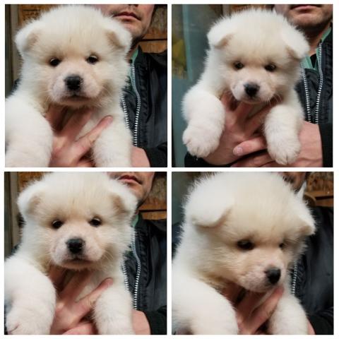 秋田犬