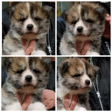 秋田犬