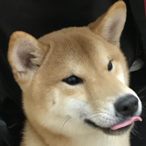 柴犬