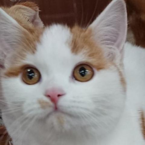 スコティッシュフォールド