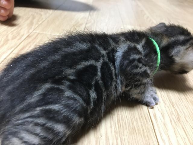 ベンガル