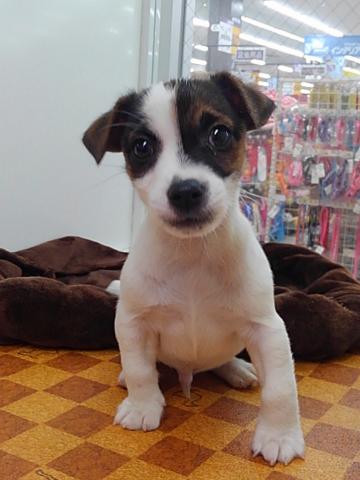 ジャックラッセルテリア