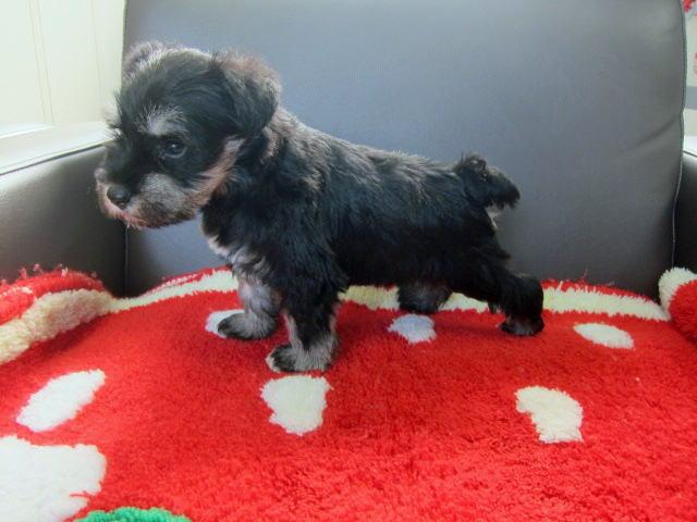 ミニチュアシュナウザー