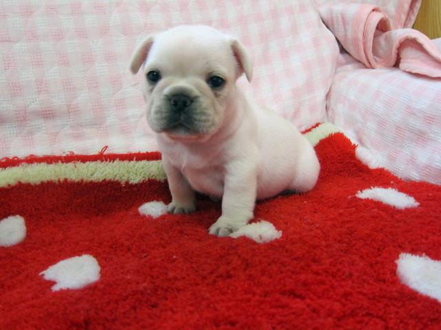 フレンチブルドッグ