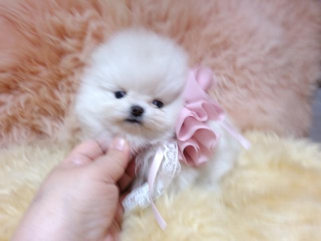 ポメラニアン