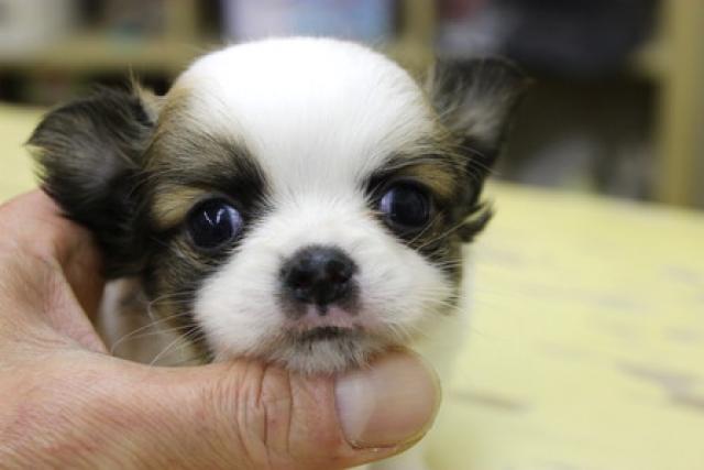 チワワ(ロングコート)