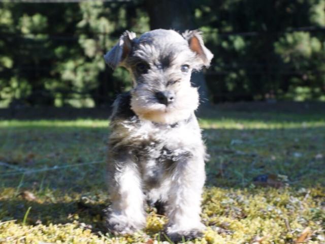 ミニチュアシュナウザー