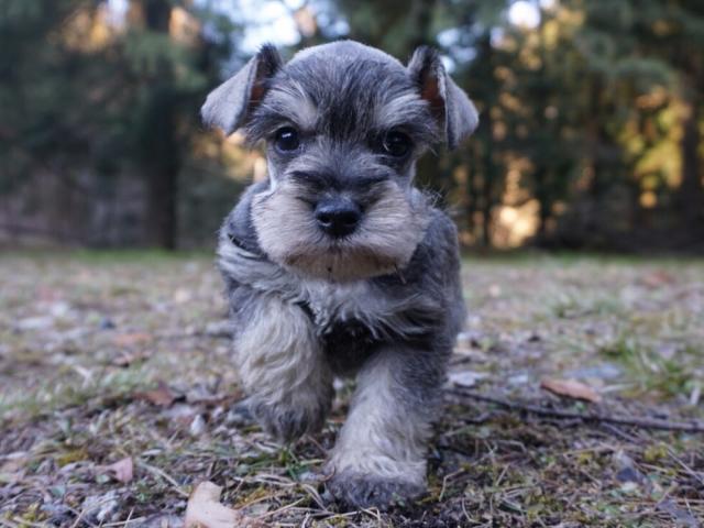 ミニチュアシュナウザー