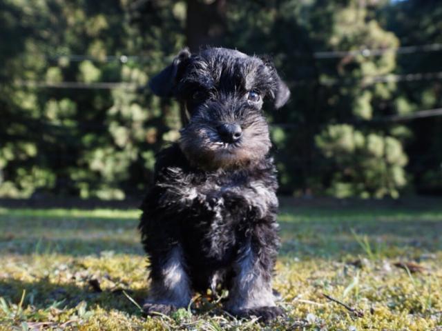 ミニチュアシュナウザー