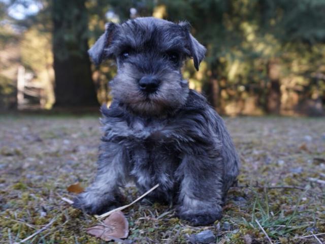 ミニチュアシュナウザー