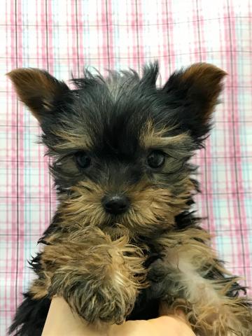 ヨークシャーテリア