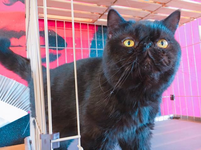 エキゾチックショートヘアー