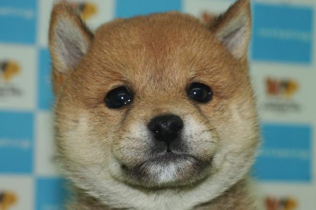 柴犬(18055)