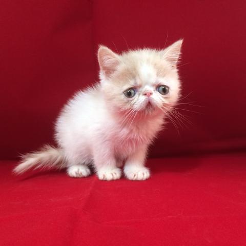 エキゾチックショートヘアー