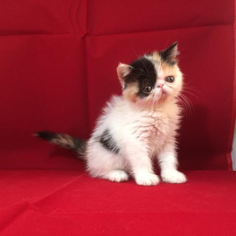 エキゾチックショートヘアー