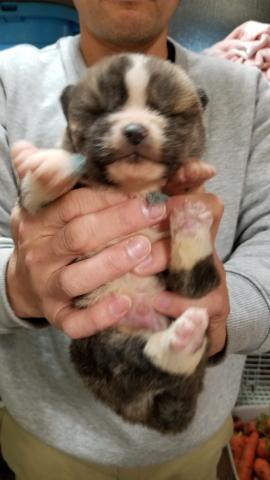 秋田犬