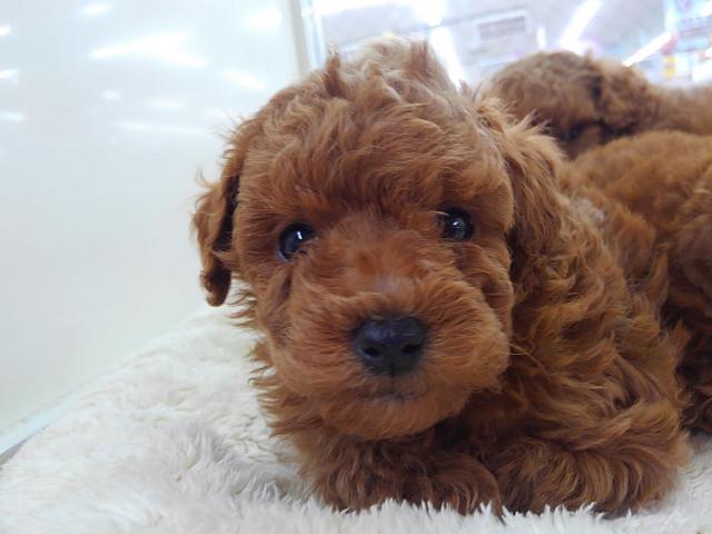 トイプードル