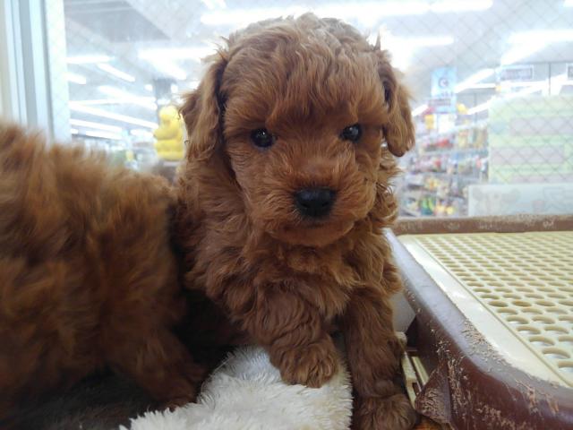 トイプードル