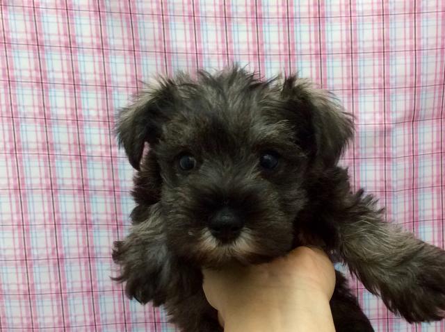 ミニチュアシュナウザー