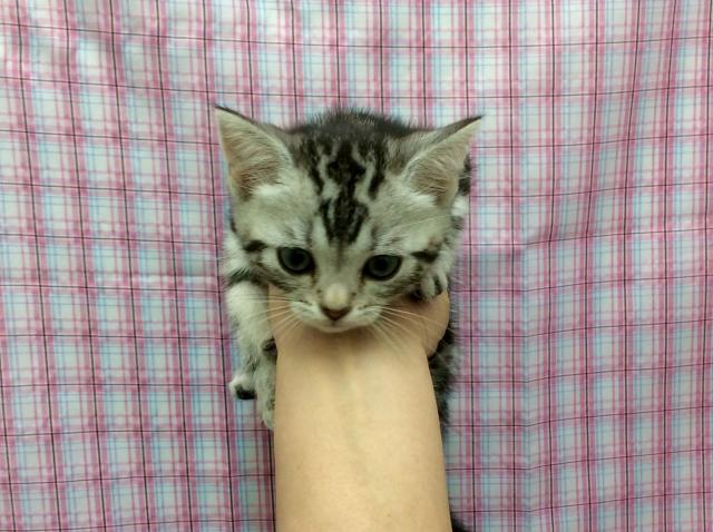 アメリカンショートヘアー