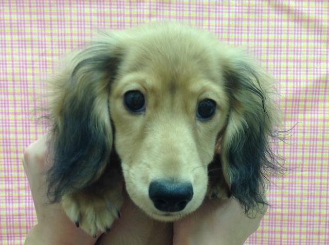 ミニチュアダックスフンド