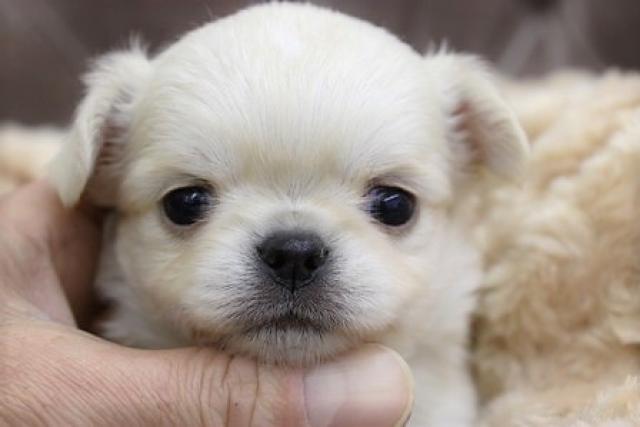 チワワ（ロングコート）