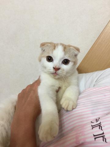 スコティッシュフォールド