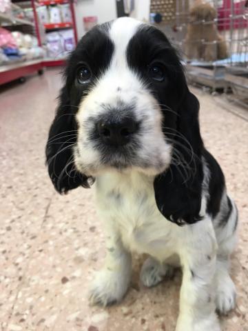 イングリッシュコッカースパニエル