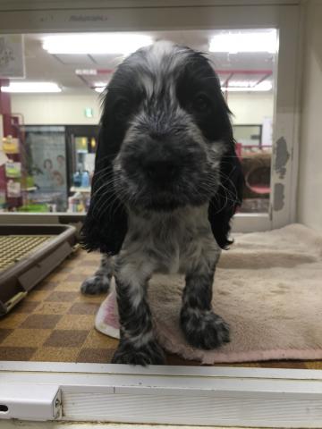 イングリッシュコッカースパニエル