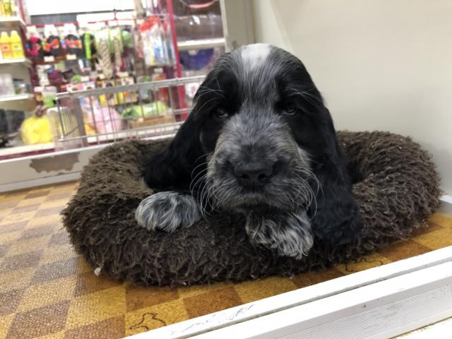 イングリッシュコッカースパニエル