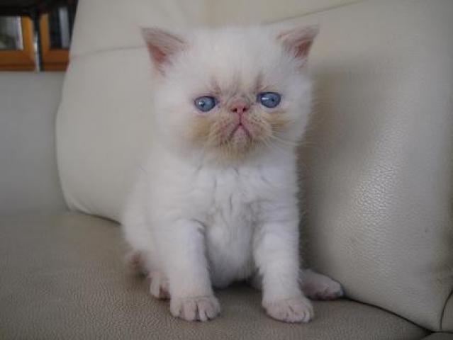 エキゾチックショートヘアー