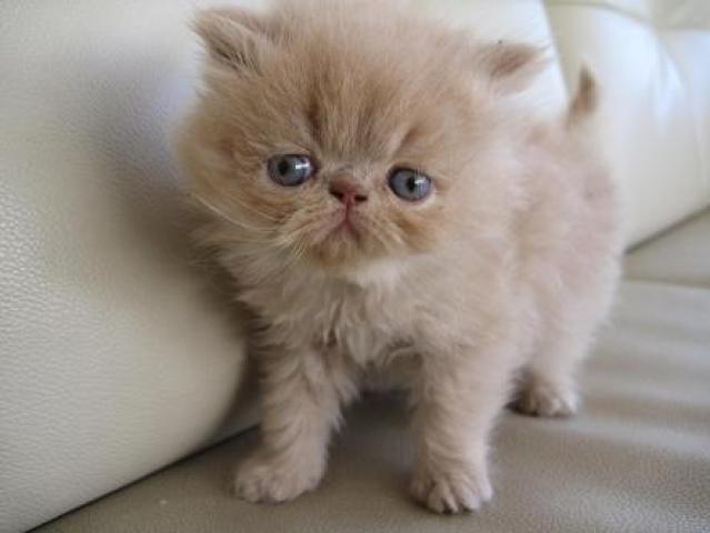 エキゾチックロングヘアー