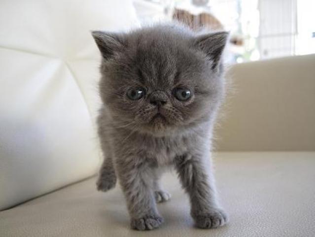 エキゾチックショートヘアー