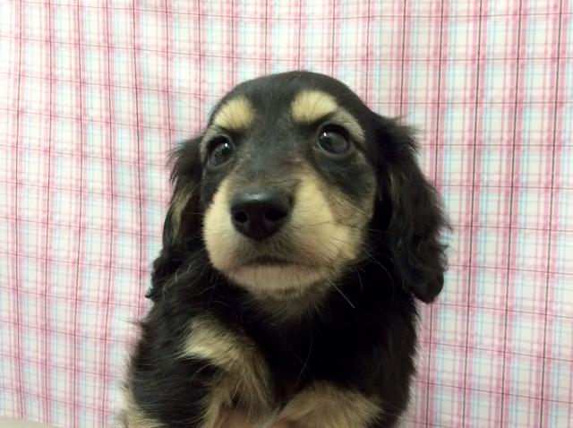 ミニチュアダックスフンド