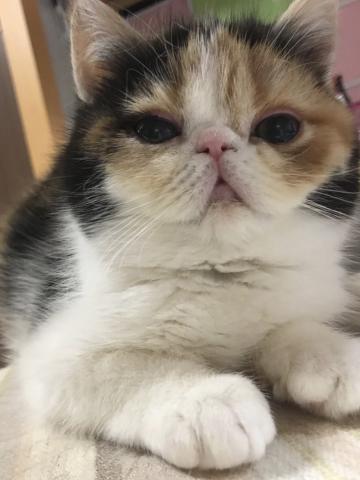 エキゾチックショートヘアー