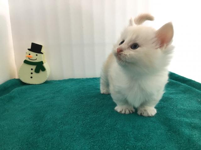 マンチカン(短足)