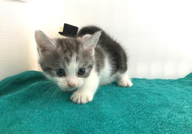 マンチカン(短足)