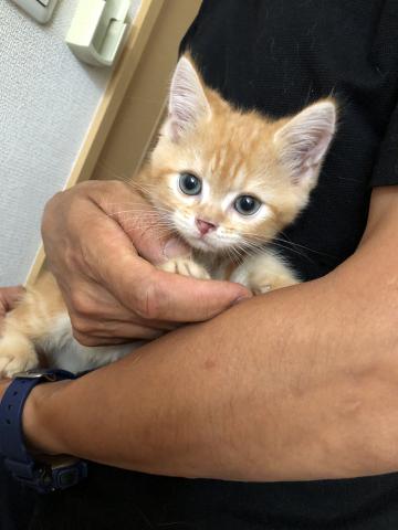 ミヌエット（旧ナポレオン）